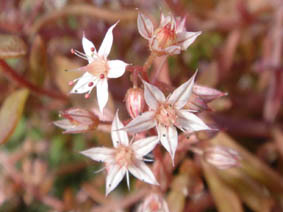 Sedum cepaea